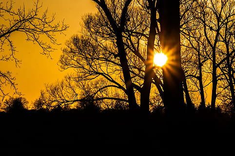 Sunray, trær, gylden, time, solnedgang, sunburst, landskap, solstråler, solskinn, stråling, lys, kveld, silhouette, tre, himmel, anlegg, sol, skjønnhet i naturen, sollys, natur, ro, rolig scene, gren, ingen folk, naturskjønnhet - natur, lysskjær, solstråle, bakgrunnsbelyst, land, trestamme, stamme, utendørs, streaming, 4K, CC0, offentlig domene, opphavsrett gratis