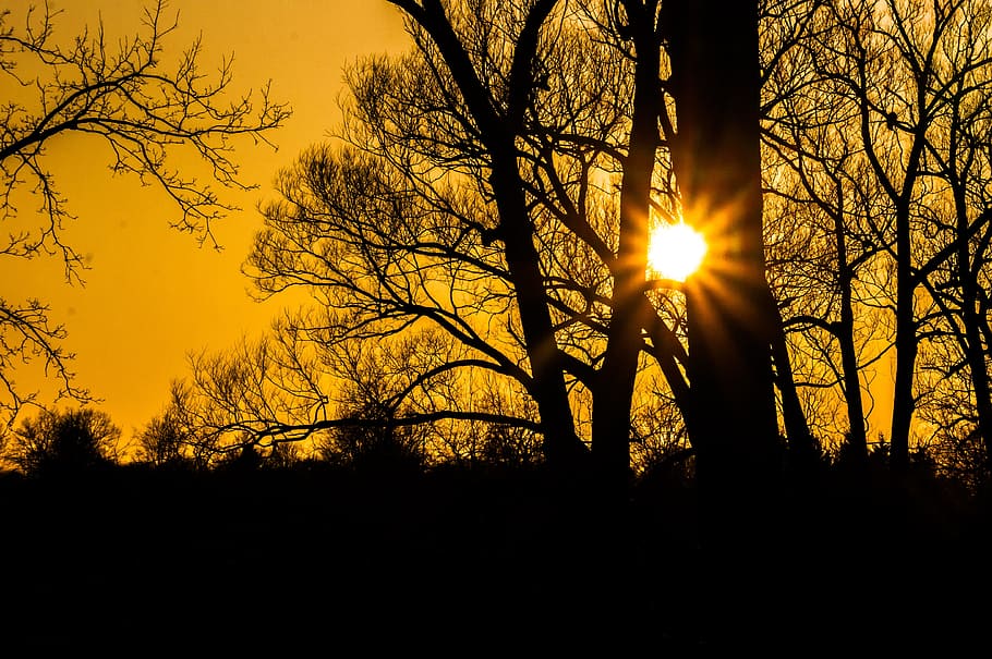 Sunray, trær, gylden, time, solnedgang, sunburst, landskap, solstråler, solskinn, stråling, lys, kveld, silhouette, tre, himmel, anlegg, sol, skjønnhet i naturen, sollys, natur, ro, rolig scene, gren, ingen folk, naturskjønnhet - natur, lysskjær, solstråle, bakgrunnsbelyst, land, trestamme, stamme, utendørs, streaming, 4K