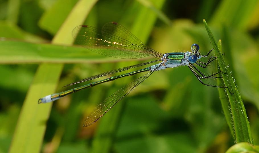 insectes, odonata, lestes, sponsa, criada, temes d'animals, fauna animal, animal, invertebrat, animals a la natura, un animal, insecte, primer pla, senyoreta, ala dels animals, planta, libèl·lula, centrar-se en primer pla, color verd, naturalesa, cap gent, dia, a l'aire lliure, part de la planta, herba, fulla d'herba, ull d’animals, 2K