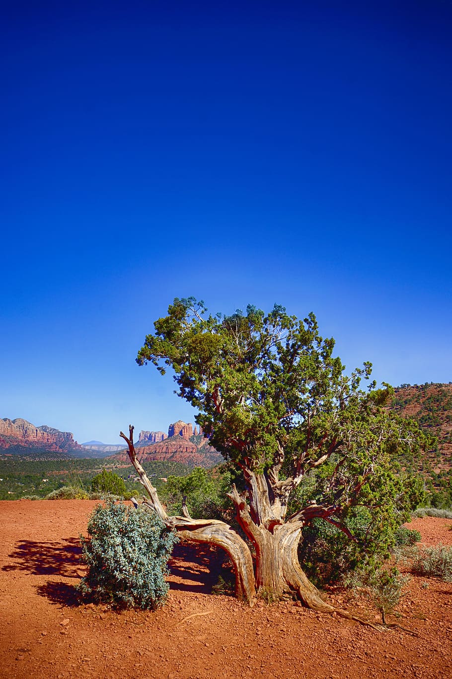 panorama, natureza, céu, areia, luz do dia, deserto, meio Ambiente, montanha, ao ar livre, cênico, solo, árvore, plantar, azul, céu limpo, crescimento, scenics - natureza, copie o espaço, cena tranquila, beleza na natureza, terra, tranquilidade, dia, ninguém, cena não urbana, campo, luz solar, semi-árido, clima árido, 5K
