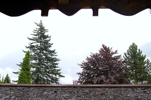 jedle, strom, Příroda, textura, krajina, jedle, strom, stromy, okno, zobrazení, mlha, borovice, nikdo, den, studená teplota, rostlina, nebe, architektura, střecha, růst, krása v přírodě, stavba, nízký úhel pohledu, klid, klidné scény, venku, scenics - příroda, mimoměstské scény, čisté nebe, destinace, les, střešní taška, 1080P, CC0, veřejná doména, bez autorských práv