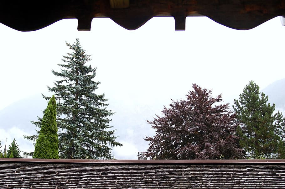 jedle, strom, Příroda, textura, krajina, jedle, strom, stromy, okno, zobrazení, mlha, borovice, nikdo, den, studená teplota, rostlina, nebe, architektura, střecha, růst, krása v přírodě, stavba, nízký úhel pohledu, klid, klidné scény, venku, scenics - příroda, mimoměstské scény, čisté nebe, destinace, les, střešní taška, 1080P