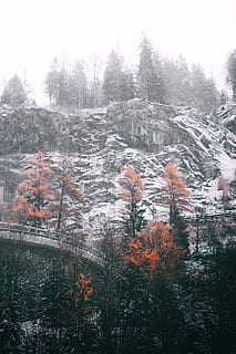 sne dækket bjerg, assorteret, træer, kant, snedækket, bakker, Skov, klippe, træ, klint, sner, storm, sne, kold, vinter, bro, plante, skønhed i naturen, ingen mennesker, vækst, ro, natur, jord, scenics - natur, dag, kold temperatur, rolig scene, tåge, udendørs, ikke-urbane scene, himmel, lave om, fyrretræ, nåletræ, 5K, CC0, offentligt domæne, royaltyfrie