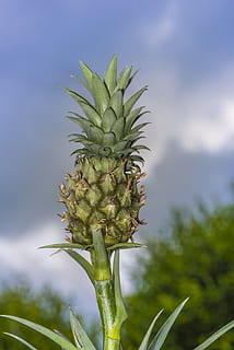 mini, pinya, pla, menjar, mini pinya, tropical, fruita, petit, nadó, dolç, fons, naturalesa, verd, exòtic, saludable, frisch, créixer, estiu, dekoratiiv, dieta, deliciós, postres, crua, botànica, Hawaii, saborós, snack gourmet, madur, color verd, frescor, menjar i beguda, agricultura, cap gent, centrar-se en primer pla, creixement, planta, bellesa a la natura, alimentació saludable, full, fruita tropical, part de la planta, primer pla, dia, cel, a l'aire lliure, plantació, 5K, CC0, domini públic, lliure de regalies