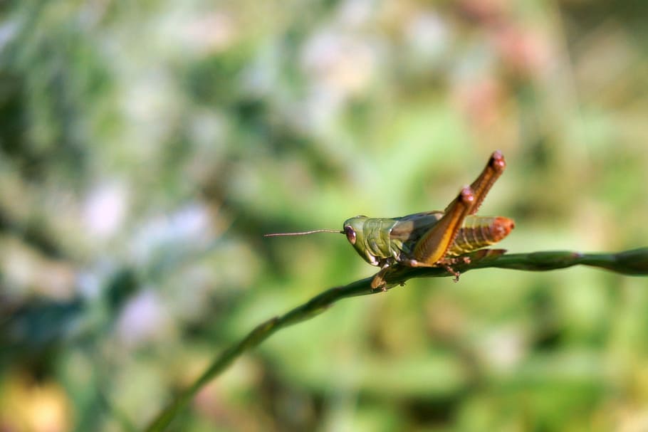 Llagosta, focus, naturalesa, macro, vida salvatge, herba, salvatge, error, jardí, planta, insecte, animal, estiu, natural, a l'aire lliure, petit, tancar, esquena, un animal, temes d'animals, animals a la natura, fauna animal, dia, invertebrat, primer pla, centrar-se en primer pla, color verd, cap gent, part del cos dels animals, enfocament selectiu, bellesa a la natura, zoologia, artròpode, 2K