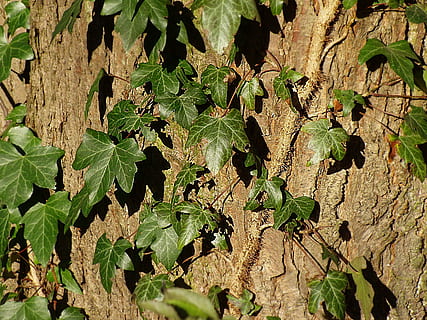 břečťan, strom, Pozadí, log, horolezec, Příroda, kůra, liána, ranke, znečištění, list, rostlina, zemědělství, letní, rostlinné části, růst, zelená barva, den, nikdo, slunečního světla, detail, venku, přistát, vysoký úhel pohledu, kmen stromu, krása v přírodě, kufr, pole, celý rám, klid, listy, 2K