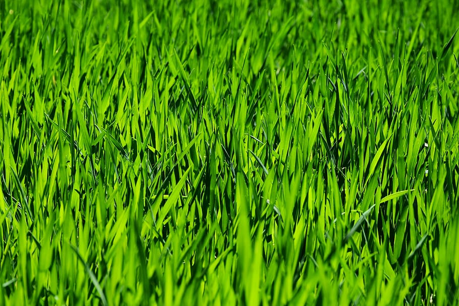 bidang rumput hijau, rumput, bidang, padang rumput, buru-buru, pertumbuhan, menanam, alam, hijau, kuat, musim panas, halme, bilah rumput, hijau pekat, terawat, Latar Belakang, perawatan kebun, hijau subur, memotong rumput, dekat, berair, tekstur, sempurna, warna hijau, bingkai penuh, tanah, keindahan di alam, ketenangan, tidak ada orang, hari, di luar rumah, dedaunan, pemandangan, dedaunan yang subur, pertanian, lingkungan Hidup, 5K
