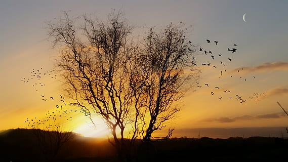voucher; tagliando, de, soleil, tramonto, cielo, silhouette, temi animali, uccello, bellezza nella natura, gruppo di animali, fauna selvatica, vertebrato, Stormo di uccelli, animale, albero, grande gruppo di animali, animali allo stato selvatico, scenics - natura, natura, pianta, volante, colore arancione, la tranquillità, nessuno, all'aperto, 1080P, CC0, dominio pubblico, privo di copyright