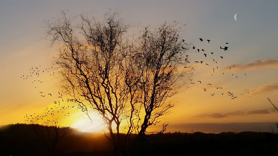 coucher, de, soleil, posta de sol, cel, silueta, temes d'animals, ocell, bellesa a la natura, grup d’animals, fauna animal, vertebrats, ramat d’ocells, animal, arbre, gran grup d’animals, animals a la natura, escenics - natura, naturalesa, planta, volant, color taronja, tranquil·litat, cap gent, a l'aire lliure, 1080P