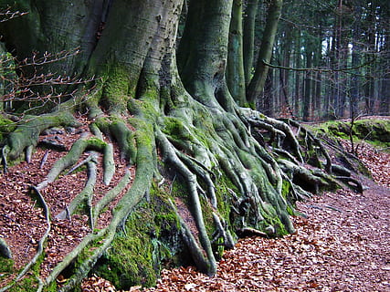 arrel de l’arbre, envoltat, sec, fulles, arbre, arrel, bosc, naturalesa, molsa, descans, força, tardor, planta, creixement, terra, tronc de l'arbre, tronc, bellesa a la natura, tranquil·litat, cap gent, part de la planta, dia, escena tranquil·la, color verd, escena no urbana, escenics - natura, a l'aire lliure, 2K, CC0, domini públic, lliure de regalies