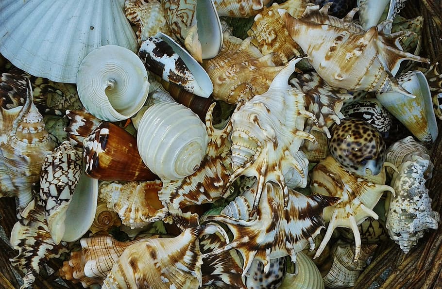 bílý, hnědý, mušle, shell, hlemýžď, zavřít, Ulita šneka, hlemýždi, měkkýš, Příroda, zvířat, zvíře, fauna, živočišného světa, makro, mořská zvířata, pobřeží, cestovat, prázdniny, Dovolená, mořských živočichů, námořní, vodní tvor, měkkýšů, meeresbewohner, moře, zvířecí shell, plody moře, mořský život, Ryba, pozadí, detail, pod vodou, zvířata ve volné přírodě, vysoký úhel pohledu, velká skupina zvířat, nikdo, skupina zvířat, velká skupina objektů, na prodej, hojnost, celý rám, jídlo, trh, svěžest, jídlo a pití, syrové potraviny, Prodej, maloobchodní displej, 1080P