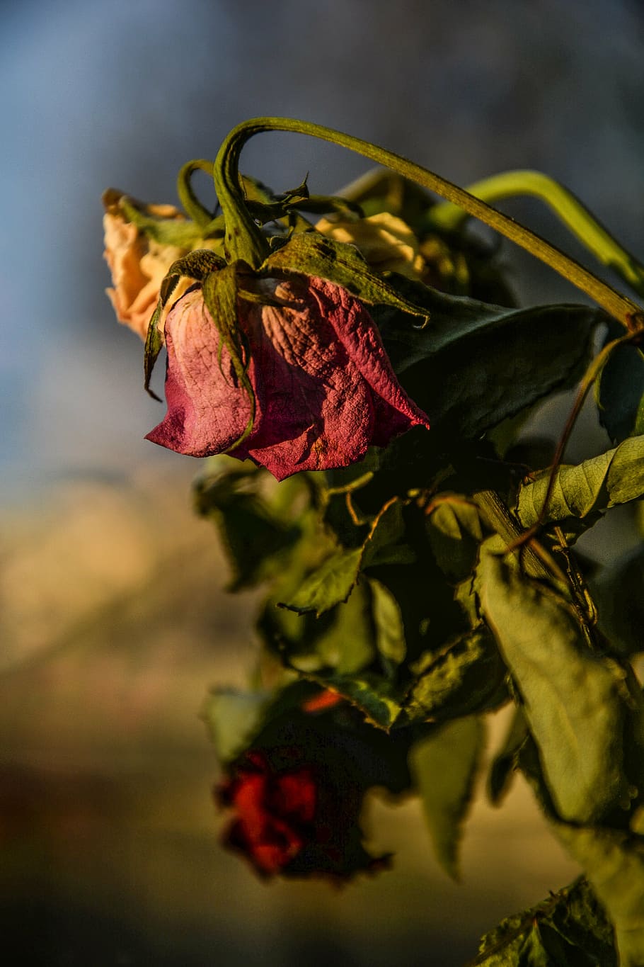 nærbillede foto, rød, Rose, roser, tør, død, gammel, blomst, natur, tørret, plante, kronblad, visne, skønhed i naturen, tæt på, plante del, blomstrende plante, blad, fokus på forgrunden, vækst, ingen mennesker, rosenblomst, friskhed, sårbarhed, skrøbelighed, selektiv fokusering, udendørs, blomsterhoved, visnet plante, bægerblad, 5K