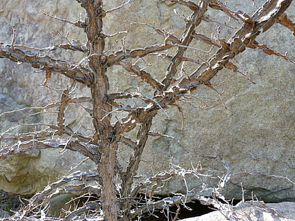 branca, arbre, naturalesa, arbre vell, roche, fons, contrast, planta, cap gent, dia, arbre nu, bellesa a la natura, tranquil·litat, a l'aire lliure, marc complet, primer pla, hivern, terra, sec, temperatura de fred, creixement, bosc, planta morta, 4K, CC0, domini públic, lliure de regalies