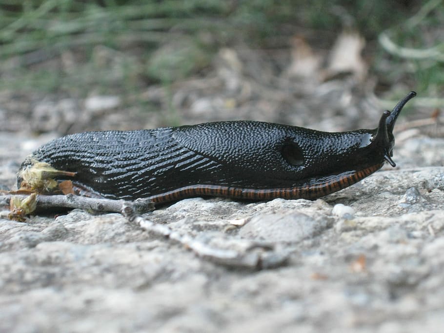 senza, nero, lumaca, conchiglia, lumaca nera, lumaca senza guscio, un animale, temi animali, animali allo stato selvatico, fauna selvatica, messa a fuoco selettiva, nessuno, animale, giorno, avvicinamento, natura, rettile, parte del corpo animale, invertebrato, vertebrato, all'aperto, roccia, solido, roccia - oggetto, campo, terra, 2K
