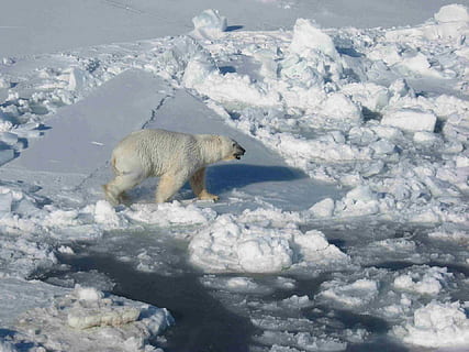 polar, bear, walking, cracked, ice floor, daytime, ice, floating, arctic, white, cold, outdoors, nature, wildlife, sea, water, ocean, mammal, wild, snow, cold temperature, animal themes, one animal, animal, winter, polar bear, animals in the wild, animal wildlife, vertebrate, day, no people, frozen, white color, beauty in nature, 1080P, CC0, public domain, royalty free