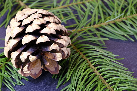 Tanne, Kiefernzapfen, Tannennadeln, Ast, Nadelbaum, Weihnachten, Weihnachtsbaum, Tannenzweig, Tannengrün, Weihnachtsdekorationen, Weihnachtsdekoration, Nadelzweig, Dekoration, Wachstum, Pflanze, Tannenzapfen, keine Leute, Nahansicht, Natur, Fokus auf den Vordergrund, grüne Farbe, Blatt, Tag, Pilz, Pinaceae, Pflanzenteil, Schönheit in der Natur, Lebensmittel, Baum, natürliches Muster, Kiefer, draußen, Blätter, 5K, CC0, gemeinfrei, lizenzfrei