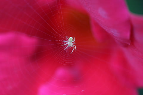 macro, perto, aranha, teia de aranha, natureza, plantar, Flor, teias de aranha, vermelho, inseto, temas animais, animal, aracnídeo, invertebrado, animais selvagens, animais em estado selvagem, fragilidade, um animal, fechar-se, artrópode, foco seletivo, vulnerabilidade, ninguém, dia, parte do corpo animal, perna de animal, ao ar livre, rede, roxa, concêntrico, 5K, CC0, domínio público, royalty free