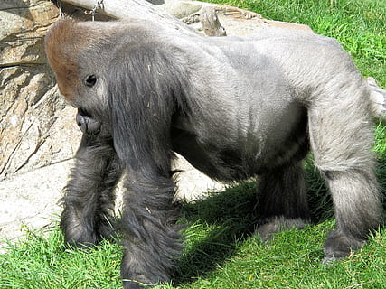 Silverback, goril·la, força, mico, primat, animal, mamífer, zoo, temes d'animals, fauna animal, un animal, animals a la natura, vertebrats, planta, camp, cap gent, herba, terra, naturalesa, dia, animals domèstics, bestiar, nacional, herbívors, 2K, CC0, domini públic, lliure de regalies