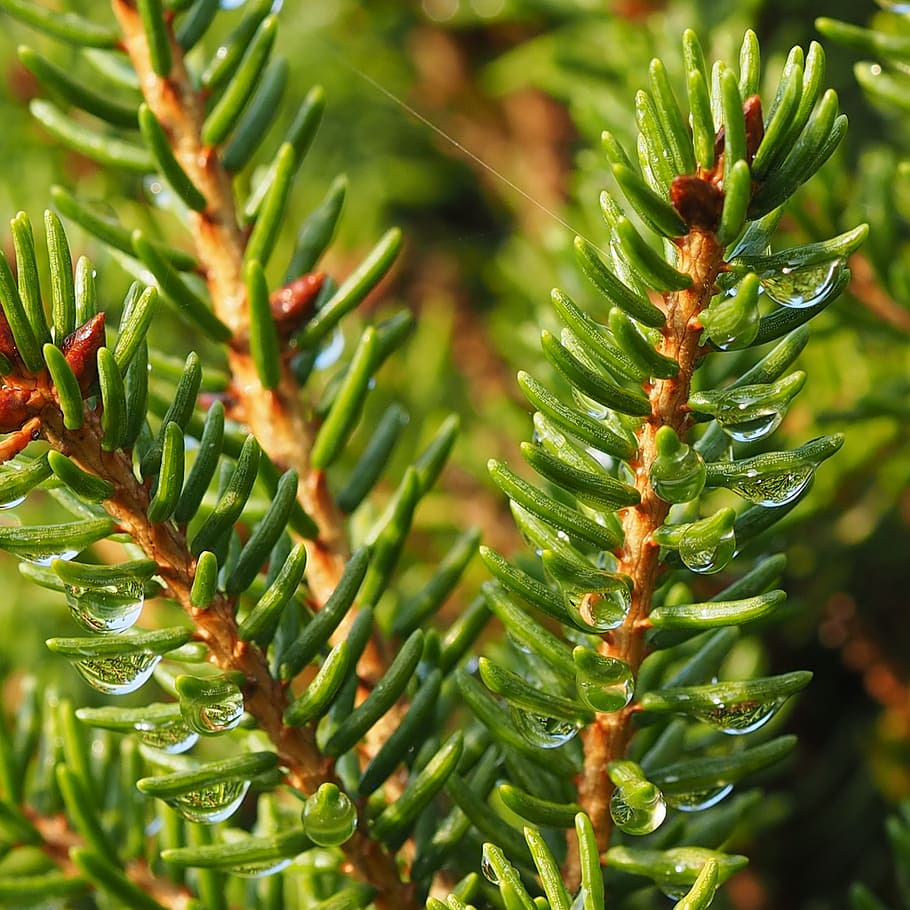 nåle, Kvist, makro, kviste, natur, grøn, gran, regndråbe, dråber, dugdråbe, dug-drop, dug, vanddråbe, våd, grøn farve, plante, skønhed i naturen, vækst, tæt på, ingen mennesker, dag, fokus på forgrunden, nåletræ, træ, selektiv fokusering, fyrretræ, udendørs, plante del, blad, ro, nål - plante del, Pinaceae, 2K
