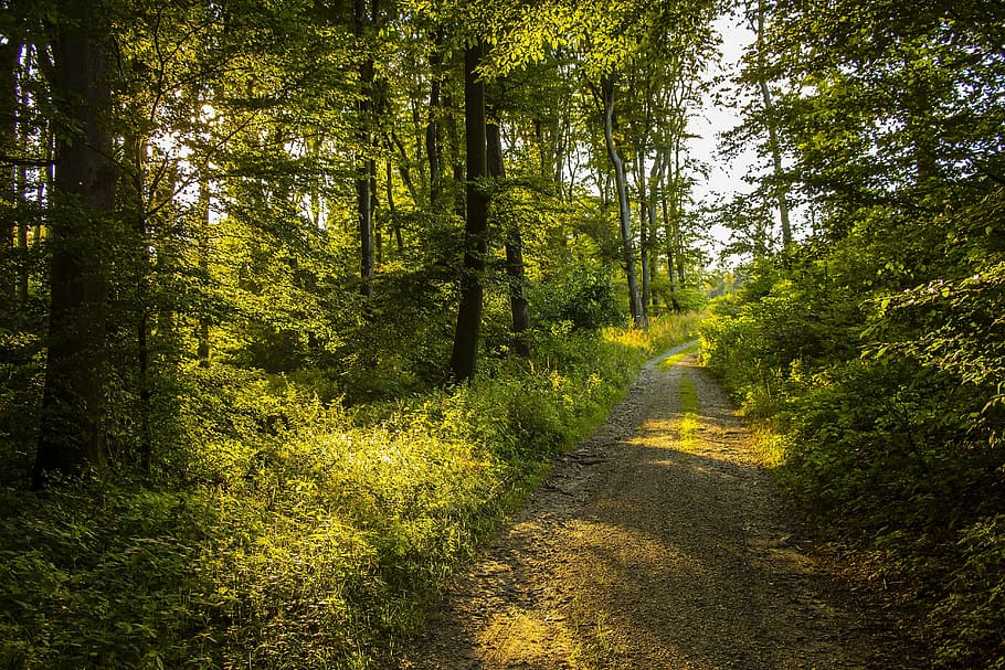 Carretera bruta, verd, arbres, durant el dia, naturalesa, estiu, bosc, carretera forestal, sol, arbre, sendera, carretera de carril únic, corba, planta, carretera, terra, bellesa a la natura, color verd, el camí a seguir, direcció, tranquil·litat, creixement, escena tranquil·la, escenics - natura, cap gent, exuberant fullatge, escena no urbana, fullatge, a l'aire lliure, ruta, 5K