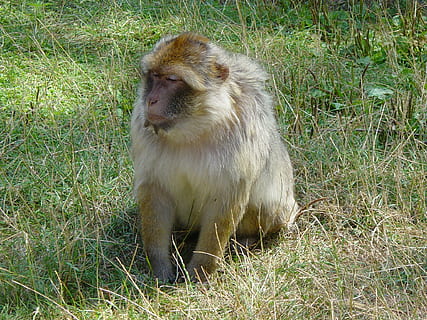 mico, babuí, zoo, vida salvatge, animal, mamífer, naturalesa, animals a la natura, macaque, asia, primat, fauna animal, herba, un animal, planta, terra, camp, vertebrats, dia, cap gent, assegut, a l'aire lliure, mirant, 1080P, CC0, domini públic, lliure de regalies