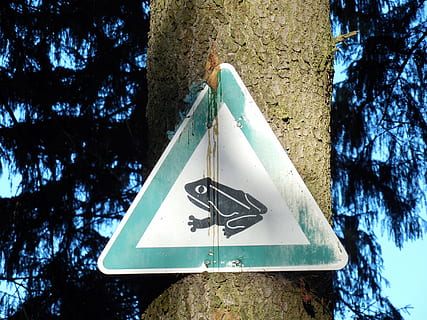 tudse, pad migration, frø, skilt, frøområde, gydeplads, natur, naturbeskyttelse, miljø, efterår, træ, plante, dag, ingen mennesker, meddelelse, træstamme, bagagerum, udendørs, vejledning, trekant form, lav vinkel visning, form, repræsentation, vejskilt, advarselsskilt, vækst, Information, menneskelig repræsentation, 2K, CC0, offentligt domæne, royaltyfrie