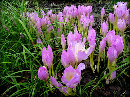 Safran, crocus, fleur, Floraison, légumes verts, fleurs, fleur de jardin, plante ornementale, Belle fleur, nature vivante, la nature, belles fleurs, bourgeon, flore, plante, fleurs de printemps, les plantes, jardin, pétales, bulbeux, dissous, fleurs de jardin, violet, jardin botanique, plante à fleurs, croissance, beauté dans la nature, fraîcheur, fragilité, vulnérabilité, champ, fermer, pétale, terre, iris, personne, inflorescence, tête de fleur, journée, printemps, en plein air, 1080P, CC0, domaine public, libre de droits