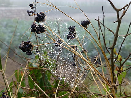 bretaña, paisatge, teranyina, gota de rosada, humor de tardor, girar, xarxa, tancar, aràcnids, naturalesa, insecte, planta, centrar-se en primer pla, primer pla, cap gent, dia, creixement, fragilitat, sec, bellesa a la natura, tija de la planta, vulnerabilitat, a l'aire lliure, camp, tranquil·litat, terra, planta seca, branca, aigua, planta morta, Planta esvaïda, 4K, CC0, domini públic, lliure de regalies