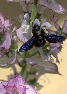 bee, flight, pollination, insecta, flower, nature, flowering plant, one animal, petal, animals in the wild, plant, beauty in nature, insect, animal themes, invertebrate, animal, animal wildlife, fragility, close-up, flower head, vulnerability, growth, inflorescence, freshness, no people, purple, animal wing, pollen, bumblebee, 2K, CC0, public domain, royalty free