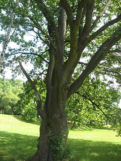 árvore, Prado, polyana, plantar, tronco de árvore, tronco, grama, cor verde, crescimento, natureza, dia, terra, beleza na natureza, tranquilidade, parque, ninguém, ao ar livre, campo, luz solar, ramo, meio Ambiente, park - homem fez espaço, 2K, CC0, domínio público, royalty free
