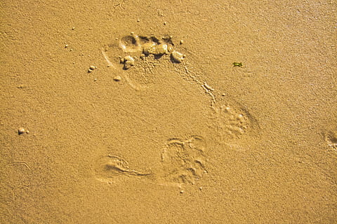 Sand, Strand, Textur, Land, Fußabdruck, High Angle View, Spur - Impressum, Natur, Pfotenabdruck, keine Leute, drucken, Tierspur, Vollbild, Tag, Muster, Hintergründe, nass, draußen, Sonnenlicht, Tierthemen, Tier, 5K, CC0, gemeinfrei, lizenzfrei