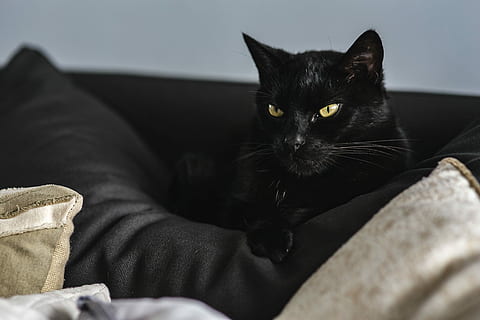 cat portrait, Cat, Portrait, pet, animal, domestic Cat, pets, comfortable, sofa, sleeping, indoors, resting, relaxation, feline, domestic animals, one animal, animal themes, domestic, furniture, mammal, black color, bed, vertebrate, home interior, selective focus, looking at camera, whisker, no people, 4K, CC0, public domain, royalty free