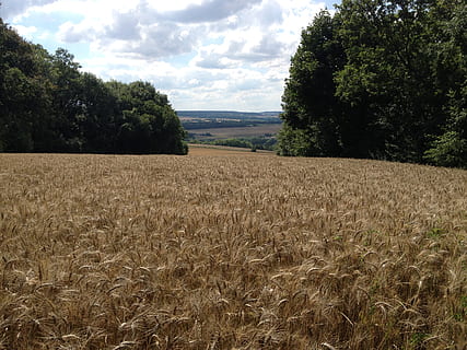wheat, fields, cornfield, cereals, plant, land, field, landscape, tree, tranquility, sky, cloud - sky, tranquil scene, environment, growth, agriculture, beauty in nature, scenics - nature, rural scene, nature, day, no people, crop, farm, outdoors, 2K, CC0, public domain, royalty free
