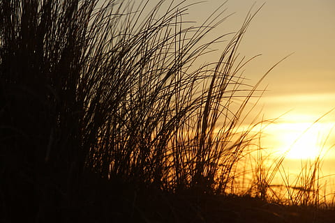 posta de sol, platja, texel, silueta, naturalesa, escena rural, escena tranquil·la, escenics, vespre, estiu, a l'aire lliure, herba, cel, planta, tranquil·litat, bellesa a la natura, creixement, cap gent, terra, escenics - natura, paisatge, núvol - cel, sol, medi ambient, fosc, llum solar, herba de marram, herba de Timoteu, 5K, CC0, domini públic, lliure de regalies