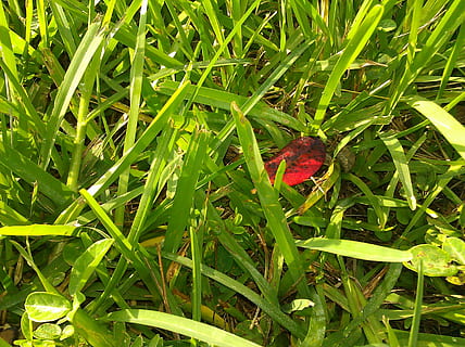 erba, foglia rossa, caduto, foglia, naturale, luce del sole, campo, all'aperto, natura, pianta, colore verde, parte vegetale, crescita, bellezza nella natura, giorno, nessuno, terra, avvicinamento, fauna selvatica, temi animali, un animale, animale, rosso, vista dall'alto, filo d'erba, farfalla - insetto, 2K, CC0, dominio pubblico, privo di copyright
