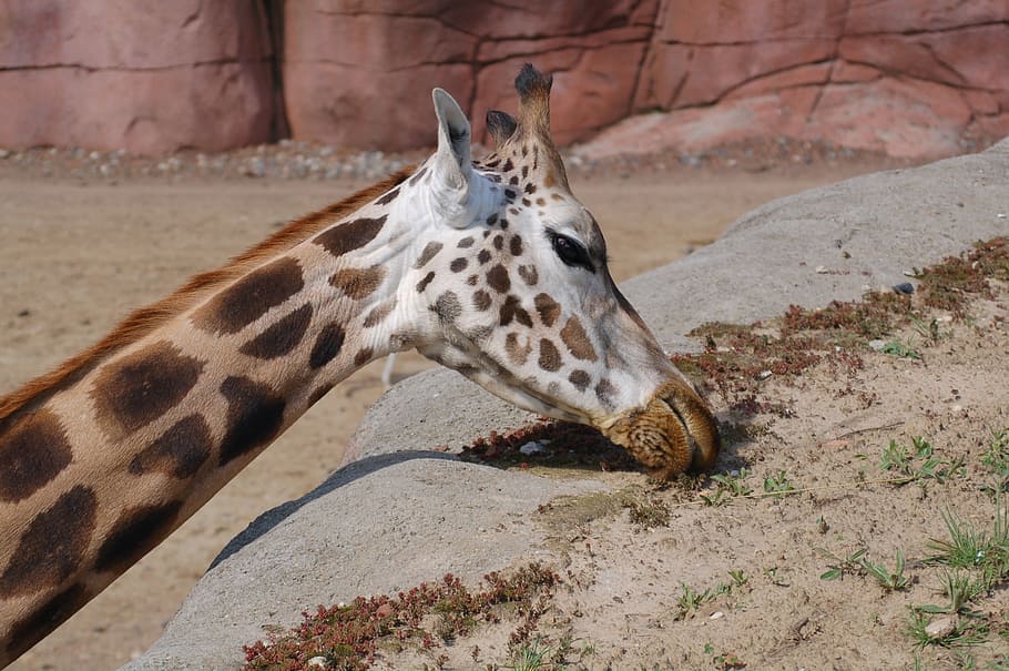 Giraffe, braun, Natur, Tierthemen, ein Tier, Tier, Säugetier, Wirbeltier, Haustiere, Tiermarkierungen, keine Leute, inländisch, beschmutzt, Tag, Land, Tierwelt, Entspannung, Feld, Tiere in freier Wildbahn, Zoo, suchen, pflanzenfressend, Tierkopf, 2K