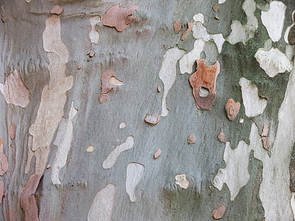 aereo, abbaiare, motivo mimetico, modello, ceppo, albero, struttura, natura, intemperie, nessuno, strutturato, fotogramma intero, caratteristica della parete, giorno, sfondi, vecchio, legno - materiale, ruvido, all'aperto, danneggiato, avvicinamento, parete, struttura costruita, sbucciare, cattiva condizione, tronco, metallo, deterioramento, calcestruzzo, 4K, CC0, dominio pubblico, privo di copyright