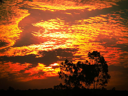 núvols, posta de sol, eventide, color taronja, bellesa a la natura, cel, arbre, núvol - cel, planta, escenics - natura, silueta, tranquil·litat, escena tranquil·la, cap gent, naturalesa, idíl·lic, escena no urbana, cel dramàtic, vista d’angle baix, creixement, medi ambient, a l'aire lliure, cel romàntic, 4K, CC0, domini públic, lliure de regalies