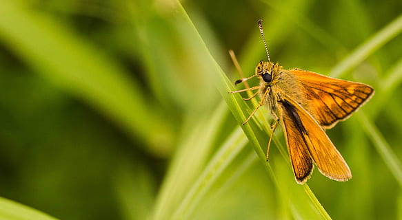 grund, fokus fotografering, brun, fjäril, stängd, Foto, moth fjäril, grön, lövgräs, grönt löv, gräs, insekt, lövverk, vinge, natur, fjäril - insekt, djur vinge, djur-, makro, närbild, sommar, skönhet i naturen, grön färg, vilda djur och växter, växt, multi färgad, ett djur, djurteman, djurliv, ryggradslös, djur i det vilda, selektiv fokusering, inget folk, blomma, växtdel, perching, djur kroppsdel, utomhus, pollinering, 2K, CC0, offentligt domän, royaltyfria
