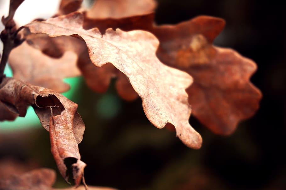 tør, miljø, blad, træ, plante, natur, udendørs, plante del, efterår, fokus på forgrunden, tæt på, ingen mennesker, lave om, gul, dag, afdeling, skønhed i naturen, sårbarhed, vækst, mad og drikke, blade, sort baggrund, ahorn blad, lille gruppe af objekter, naturlig tilstand, visnet plante, 5K