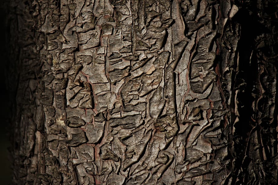 brun trunk, bark, tre, tekstur, ingen folk, strukturert, nærbilde, bakgrunn, historie, eldgammel, trestamme, stamme, håndverket, full ramme, plantebark, mønster, kreativitet, dag, anlegg, ujevn, carving håndverk produkt, kunst og Håndverk, natur, naturlig mønster, utendørs, utskjæring, 4K