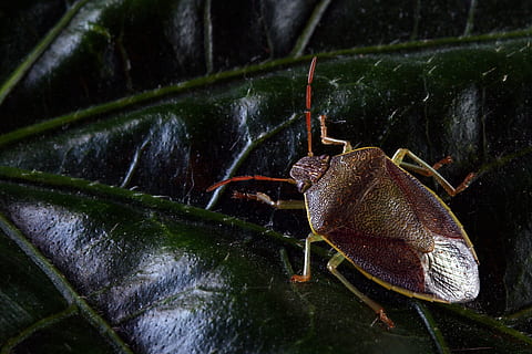 insecte, error, escut, naturalesa, flor, un animal, cap gent, temes d'animals, animals a la natura, primer pla, a l'aire lliure, dia, fauna animal, animal, invertebrat, part de la planta, aigua, zoologia, full, color verd, artròpode, vista d’angle alt, centrar-se en primer pla, marí, 5K, CC0, domini públic, lliure de regalies