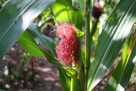 Mais, Kornfeld, Blätter, Obst, Erde, bauer, Farmer, Grün, braun, rot, Essen, Natur, Lebensmittel, Feld, Gemüse, Wachstum, Blatt, Pflanze, Tag, Nahansicht, Pflanzenteil, grüne Farbe, Fokus auf den Vordergrund, Schönheit in der Natur, keine Leute, Frische, draußen, Anfänge, Essen und Trinken, ein Tier, blühende Pflanze, Blume, 4K, CC0, gemeinfrei, lizenzfrei