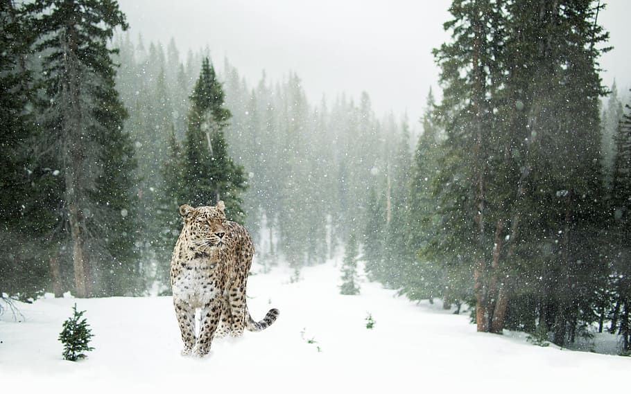 marró, negre, lleopard, neu, cobert, bosc, lleopard persa, hivern, retrat integral, retrat, tancar, vista, cara, fons de pantalla, elegant, expressió, atenció, mieze, món animal, gat, lleopard de les neus, temperatura de fred, arbre, planta, terra, naturalesa, bellesa a la natura, nevar, escenics - natura, escena no urbana, dia, escena tranquil·la, mamífer, tranquil·litat, camp, medi ambient, temes d'animals, cap gent, a l'aire lliure, arbre de coníferes, pi, clima extrem, roba calenta, vent de neu, 5K