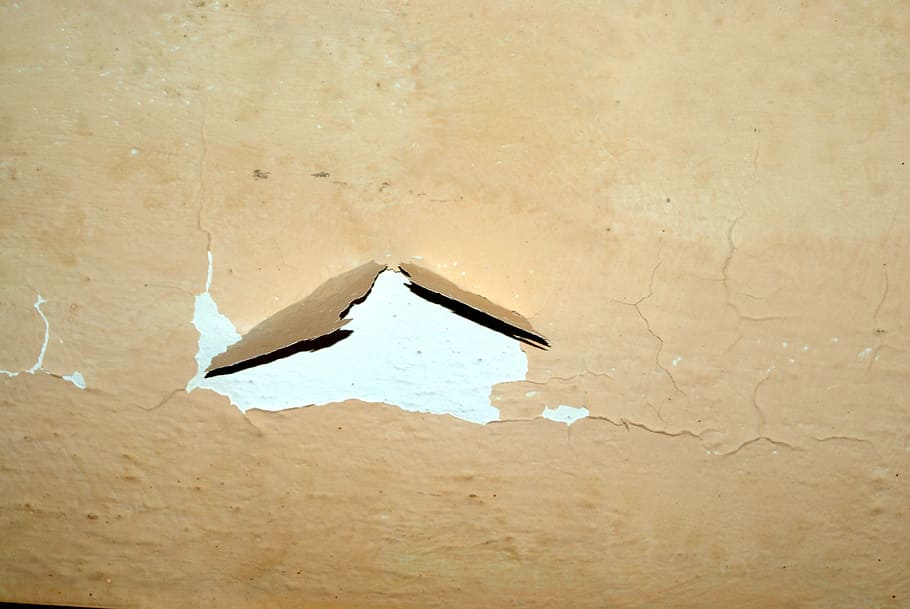 vecchio, a falde, dipinto, parete, lo sfondo, costruzione, dipingere, le foglie, pittura, nessuno, danneggiato, avvicinamento, in casa, fotogramma intero, giorno, caratteristica della parete, animale, fauna selvatica, uccello, vertebrato, animali allo stato selvatico, temi animali, screpolato, all'aperto, un animale, natura, carta, struttura costruita, architettura, luce del sole, rovinato, 4K