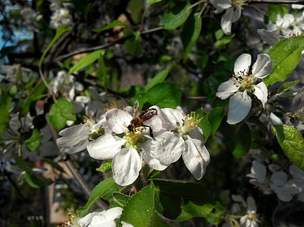 Apfelbaum, Biene, Blumen, blühen, Blume, Natur, Garten, Insekt, fliegendes Insekt, Pollen, Makro, Blütenblätter, Insekten, Frühling, sammelt Nektar, Bienen, Pflanze, Makrofotografie, Weiß, Baum, lebende Natur, Schönheit, blühende Pflanze, Zerbrechlichkeit, Verletzlichkeit, Schönheit in der Natur, Blütenblatt, Frische, Wachstum, weiße Farbe, Nahansicht, Blütenkopf, Fokus auf den Vordergrund, Tiere in freier Wildbahn, Tierwelt, Tierthemen, Tag, keine Leute, Bestäubung, draußen, 2K, CC0, gemeinfrei, lizenzfrei