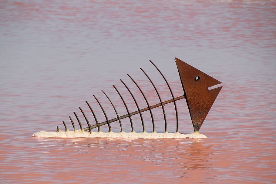 mar, pescado rojo, salina, rojo, pez, agua, barco náutico, río, naturaleza, lago, nadie, al aire libre, día, frente al mar, reflexión, material de madera, de cerca, Arte y artesanía, adentro, luz del sol, metal, centrarse en primer plano, mesa, ondulado, naturaleza muerta, marrón, belleza en la naturaleza, 5K