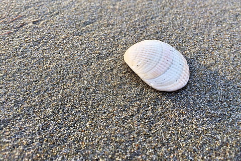 shell, strand, strand, sand, hav, hav, hav, vand, skal, strand, sand, ocean, hav, vand, kyst, dyreskal, sommer, ferier, natur, kystlinje, ingen mennesker, tekstureret, baggrunde, rejse, tæt på, snegl, havsnegle, et dyr, dyre temaer, dyreliv, dyr, jord, dyr i naturen, dag, muslingeskal, mollusk, skønhed i naturen, høj vinkel visning, hvirvelløse, udendørs, marine, rullesten, 2K, CC0, offentligt domæne, royaltyfrie
