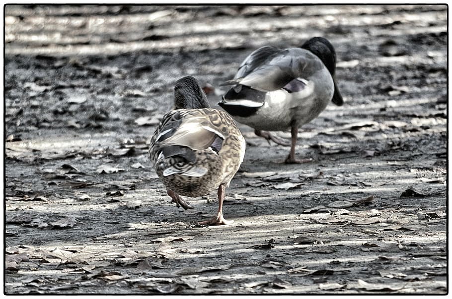 เป็ด, สัตว์, สอง, Mallards, ธีมสัตว์, มีกระดูกสันหลัง, นก, สัตว์ในป่า, สัตว์ป่า, กลุ่มสัตว์, ไม่มีคน, โอนพิมพ์, วัน, สนาม, ที่ดิน, ตัวกรองการผลิตโพสต์อัตโนมัติ, สัตว์สองตัว, ธรรมชาติ, สัตว์เล็ก, สัตววิทยา, มุ่งเน้นไปที่เบื้องหน้า, ตระกูลสัตว์, 4K