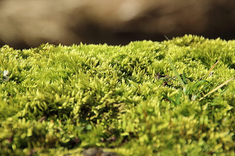 Moos, Wald, weich, Grün, flauschige, selektiver Fokus, grüne Farbe, Pflanze, Natur, Essen und Trinken, Lebensmittel, Wachstum, keine Leute, Land, Blatt, Pflanzenteil, Nahansicht, Feld, Tag, Laub, draußen, Landwirtschaft, Schönheit in der Natur, Frische, üppiges Laub, Kraut, 5K, CC0, gemeinfrei, lizenzfrei